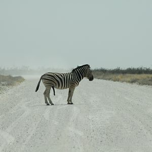 Zebra at Etosha National Park