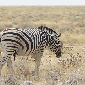 Zebra at Etosha National Park