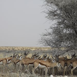 Springbok at Etosha National Park