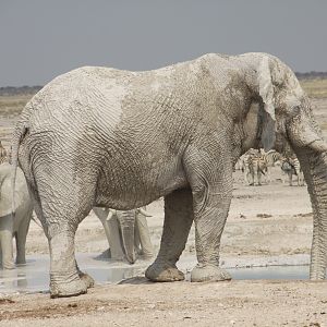 Elephant at Etosha National Park