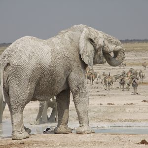 Elephant at Etosha National Park