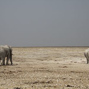 Elephant at Etosha National Park