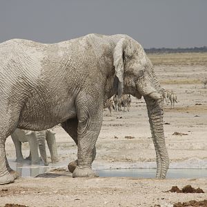 Elephant at Etosha National Park