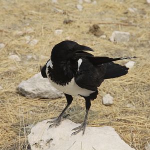 Etosha National Park