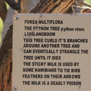 Tree at Otjikoto Lake in Namibia