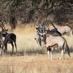 Gemsbok Namibia