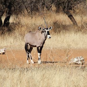 Gemsbok Namibia