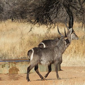 Waterbuck Namibia