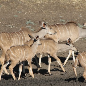 Kudu Namibia