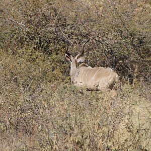 Kudu Namibia