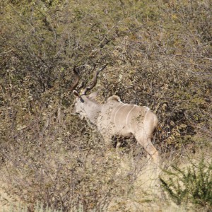 Kudu Namibia