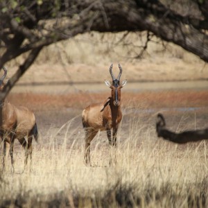 Red Hartebeest Namibia