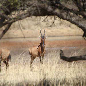 Red Hartebeest Namibia