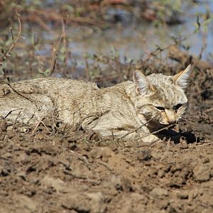 African Wildcat Namibia