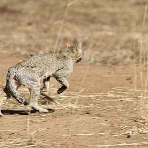 African Wildcat Namibia