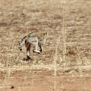 African Wildcat Namibia