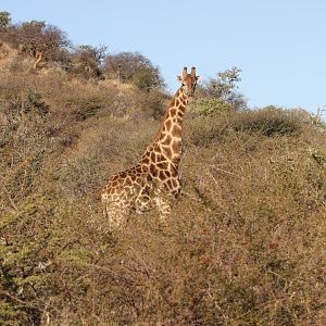 Giraffe Namibia