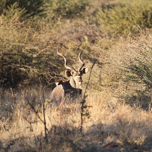 Kudu Namibia