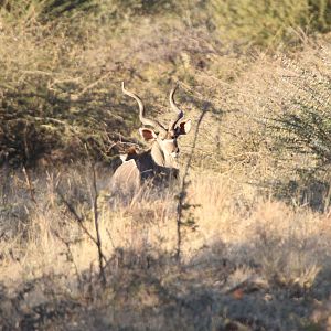 Kudu Namibia