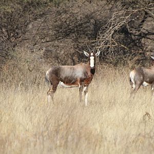 Blesbok Namibia