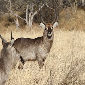 Waterbuck Namibia