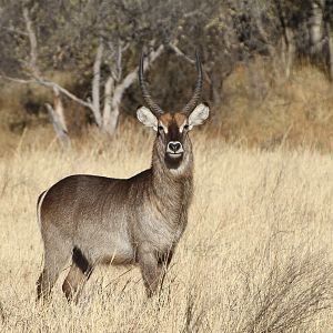 Waterbuck Namibia