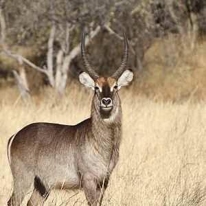 Waterbuck Namibia