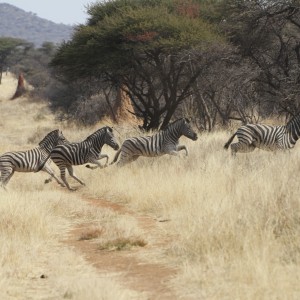 Zebra Namibia