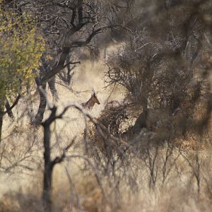 Red Hartebeest Namibia