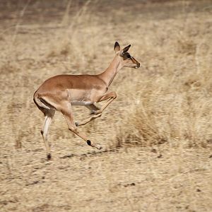 Impala Namibia