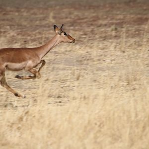 Impala Namibia