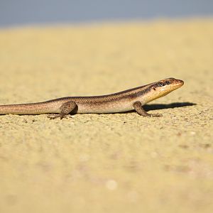 Lizard Namibia