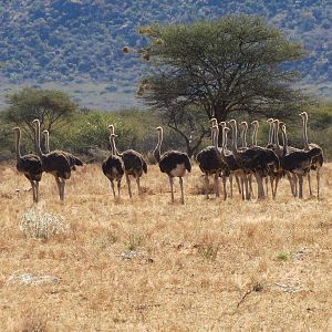 Ostrich Namibia