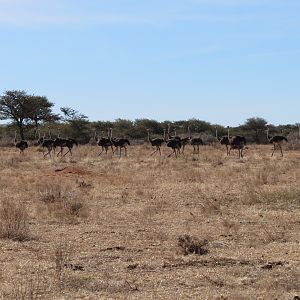 Ostrich Namibia