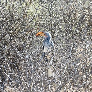 Bird Namibia