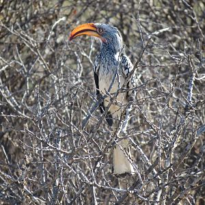 Bird Namibia