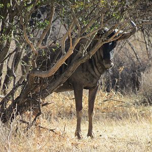 Blue Wildebeest Namibia