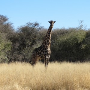 Giraffe Namibia