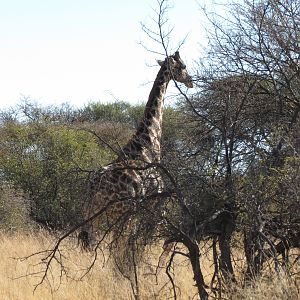 Giraffe Namibia