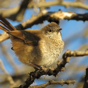 Bird Namibia