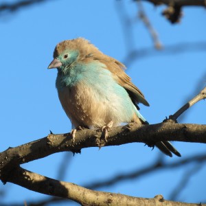 Bird Namibia