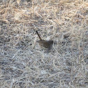 Bird Namibia