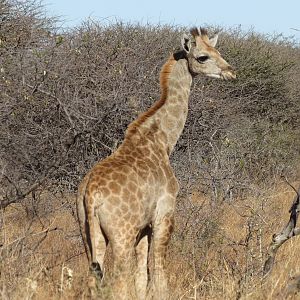 Giraffe Namibia