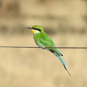 Bird Namibia