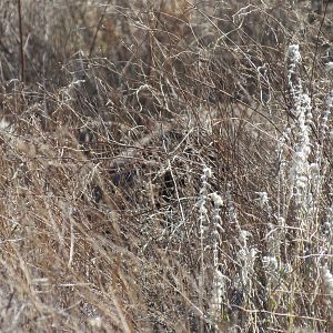 Ostrich on nest Namibia