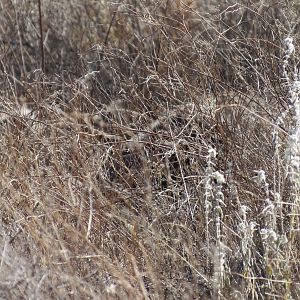 Ostrich on nest Namibia