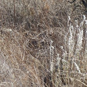 Ostrich on nest Namibia