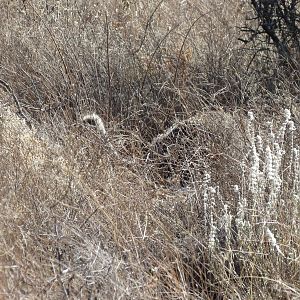 Ostrich on nest Namibia