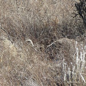 Ostrich on nest Namibia