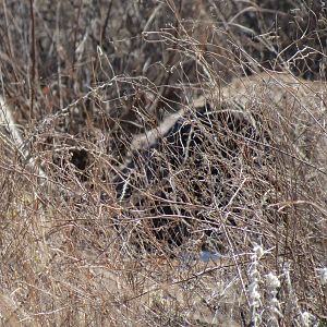 Ostrich on nest Namibia